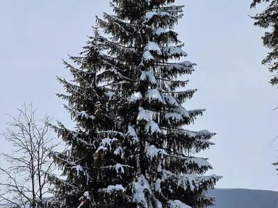 Bezirkscup Kinder / Brixen im Thale 19.01.2019 Bild 96